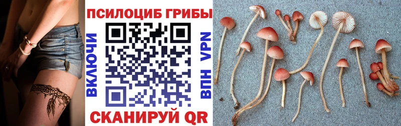 Псилоцибиновые грибы Psilocybine cubensis  закладки  Новый Оскол 